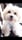 mymochipuppy